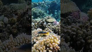 Birdmouth wrasse fishRed Sea coral reef Egypt fish coralreef underwater nature scubadiving [upl. by Avik3]