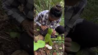 The process of picking large green beans [upl. by Ecineg]