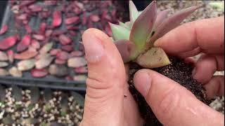 Can You Propagate Echeveria Romeo From Leaf [upl. by Marline]