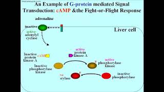 317 GProtein Activation of Protein Kinase A and the FightorFlight Response [upl. by Reffotsirk]