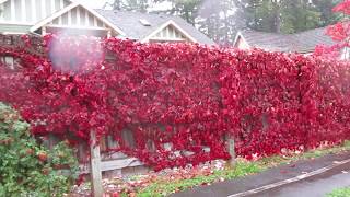 Vine that produces Brilliant Red Fall Colour [upl. by Lutim155]