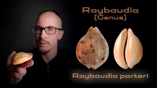 Ципрея Портера  Raybaudia porteri  Cypraea porteri [upl. by Brigette]