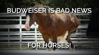 Budweiser Is Bad News for Horses New Footage Shows Disfigured Clydesdales in Distress [upl. by Minnnie]