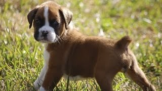 Adorable Boxer puppy growing up on camera [upl. by Rimidalg997]