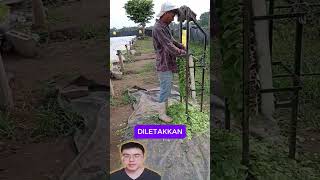 perapihan daun tanaman shorts reaction trending [upl. by Lebisor]