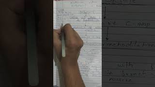 Easy mnemonic for mechanism action of salbutamol in bronchial asthama bds pharmacology mbbs [upl. by Adin]