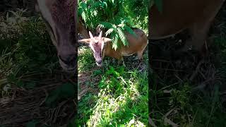 Manganak na SI gena kambing goatfarming nativegoat [upl. by Vladamir]