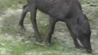 Babirusa Pigs at the Oregon Zoo [upl. by Singleton969]