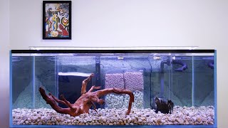 New Tank Setup Flowerhorn or Oscar Aquarium  Internal Sump Filter [upl. by Rani]