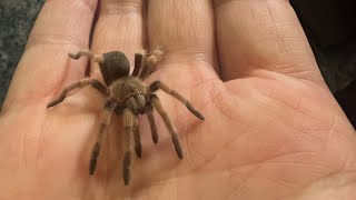 Opening my Mexican red knee from jamiestarantulas tarantula [upl. by Iow987]