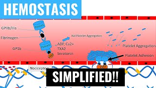 Hemostasis and Blood Coagulation Intrinsic and Extrinsic Pathways of Blood Clotting  Panmedicad [upl. by Jangro]