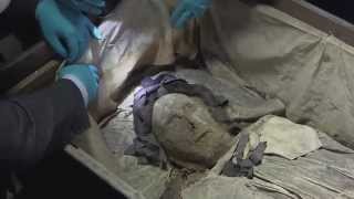 quotAstonishinglyquot wellpreserved 17th century mummy found [upl. by Ilka]