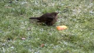 Amsel im GartenDer Amsel Lockruf 2013 [upl. by Osicnarf]