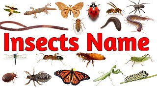 Insects Name  Insects Name In English  Insects Name With Pictures And Spelling [upl. by Merritt197]