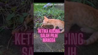 Kucing makan kepitingwkwkwkk shortvidios [upl. by Leonid27]