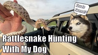 Husky Takes On Rattlesnakes Herping South Texas With My Doggo [upl. by Suirred]