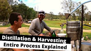 Harvesting amp Distillation of Organic Tea Tree Oil  Entire Process Explained [upl. by Otokam]