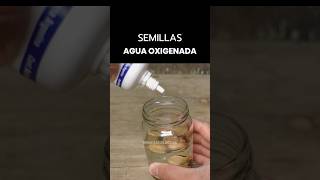 Agua oxigenada para Acelerar la Germinación [upl. by Aia]