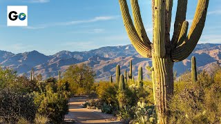 Saguaro National Park [upl. by Ert]