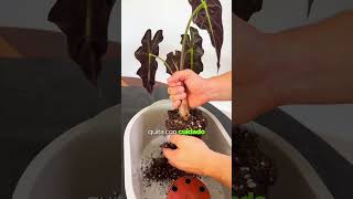 ✨🌱 La forma más fácil de propagar Alocasias ✨🌱 planttips alocasia plantasdecasa plantslovers [upl. by Jarrell]