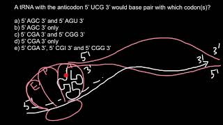 mRNA and tRNA problem and solution [upl. by Ariem971]