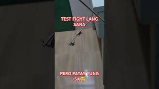 TEST FIGHT LANG SANA PERO GRABE NAG PATAYAN gagamba spiderderby gagambafight spider viralshorts [upl. by Wilmer474]