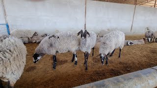 sheep farm video  feeding sheep grain [upl. by Velleman154]