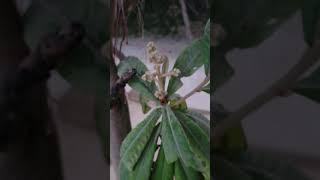 Home Plantation Lokat best Growth garden relaxing gardening nature plants meditationmusic [upl. by Litman]