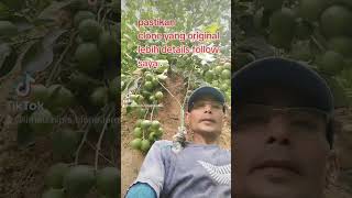 Pembekal anak pokok limau nipis clone jambak oginal skala besar supply seluruh Malaysia fruit [upl. by Leorsiy880]