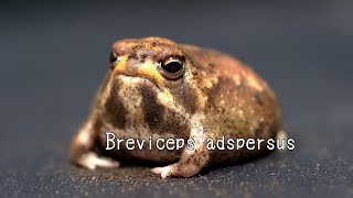 Super close Rain frogs cute face🥰 [upl. by Leod724]