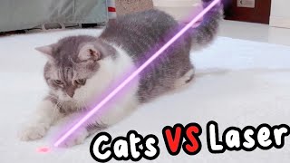 Cats VS Laser  Mypawsntails [upl. by Ruzich128]