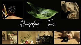 15 Apartment Houseplant Tour  Caring for 45 Houseplants  Beginner Tips  Relaxing amp Silent Vlog [upl. by Roede]