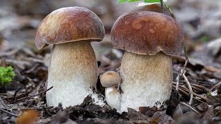 Spettacolare crescita di 3 porcini  Timelapse [upl. by Aniratac]