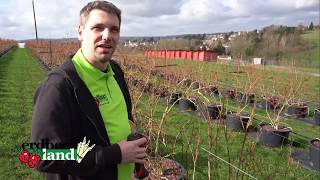 Heidelbeerstrauch schneiden für leckere Heidelbeeren  Erdbeerland Ernst  Mark [upl. by Rhyne]