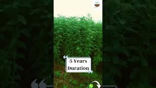 C Fodder Shevri  Farmguru Happy Customer  Multicutting farmguru agriculture dairyfarmers [upl. by Ognimod]