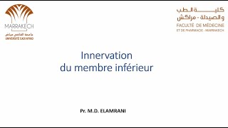 ANATOMIE FMPM INNERVATION DU MEMBRE INFÉRIEUR [upl. by Ladnek]