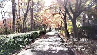 2849散策コウヨウ紅葉南大沢3本柱のモニュメント付近自転車Strolling aroundAutumn leavesbicycle20231206 [upl. by Sansen86]