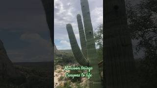 BEAUTIFUL desert canyon vista shorts canyon nature saguaro [upl. by Hugo]