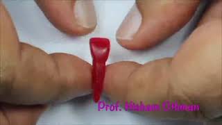 2 Wax carving mandibular central incisor [upl. by Sanfo405]