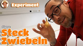 Das Steckzwiebel Experiment 🧅 Selbst angebaute Steckzwiebeln Garten Youtuber Experiment [upl. by Neiht]