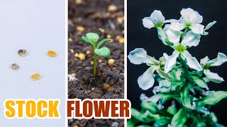 Growing Stock Flower From Seed 110 Days Time Lapse [upl. by Virge]