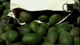 El ingreso de la palta peruana a Chile [upl. by Malvino903]