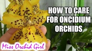 How to care for Oncidium Orchids and Intergenerics  watering fertilizing reblooming [upl. by Nilrah]