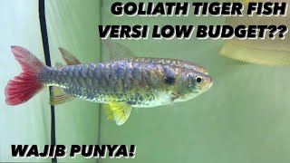 TANKMATE BAGUS UNTUK ARWANA Kualitas Jempol Lima Harga Kaki LimaPINKTAIL CHALCEUS [upl. by Aynot]