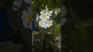 Plumeria small tree plants videosoutdoor plant garden flowering plant [upl. by Nimesh]