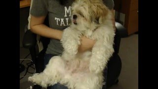 Shih Tzu Doggie doing Karate Kick [upl. by Enoitna291]