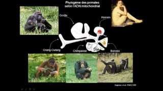 23 Le processus de lévolution biologique  Sélection naturelle de Darwin à la génomique évolutive [upl. by Halstead639]