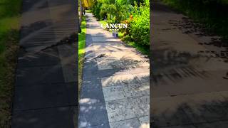 Iguanas stroll through the city streets travel country trending 4k journey foryou fyp shorts [upl. by Asamot]