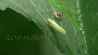 Spider Bites Leafhopper Part 1 [upl. by Bert516]