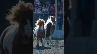 Shetland Pony Shetland Pony is known for its docility and loveliness [upl. by Odoric43]